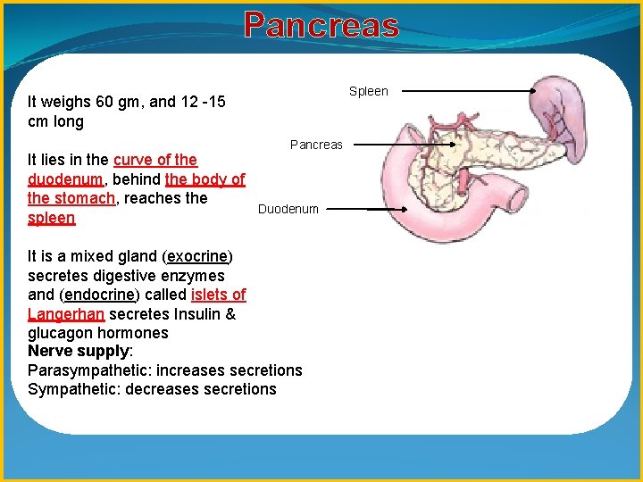 Pancreas Spleen It weighs 60 gm, and 12 -15 cm long It lies in