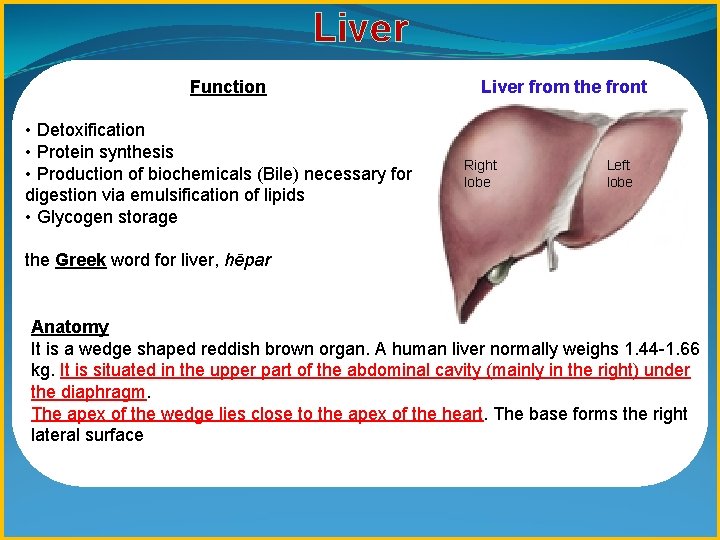 Liver Function • Detoxification • Protein synthesis • Production of biochemicals (Bile) necessary for