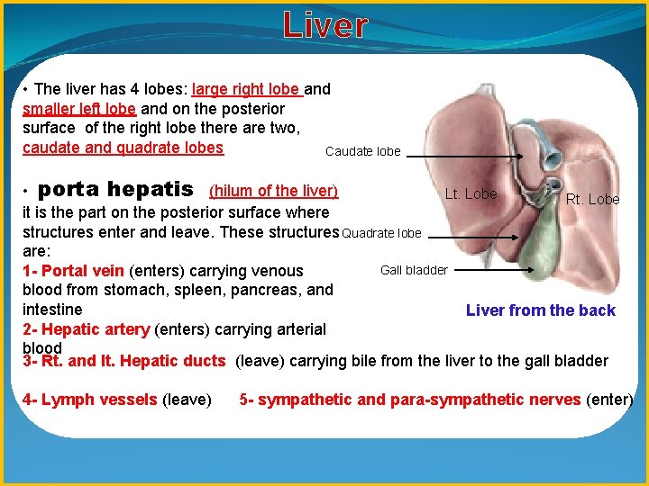 Liver • The liver has 4 lobes: large right lobe and smaller left lobe