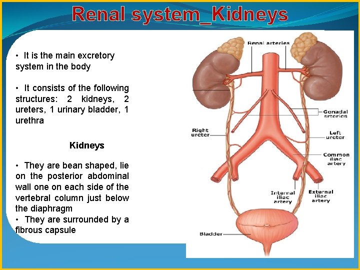 Renal system_Kidneys • It is the main excretory system in the body • It