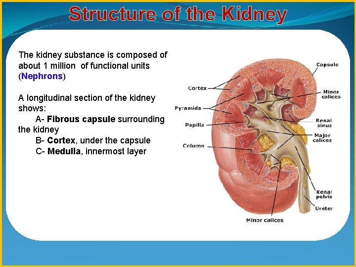 Structure of the Kidney The kidney substance is composed of about 1 million of