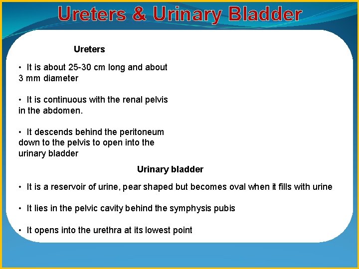 Ureters & Urinary Bladder Ureters • It is about 25 -30 cm long and