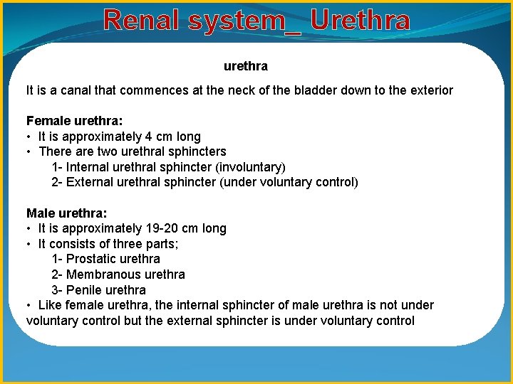 Renal system_ Urethra urethra It is a canal that commences at the neck of