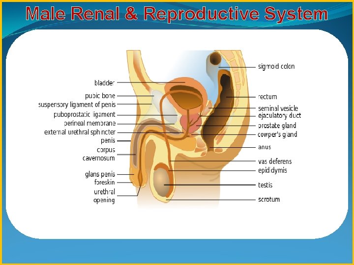 Male Renal & Reproductive System 