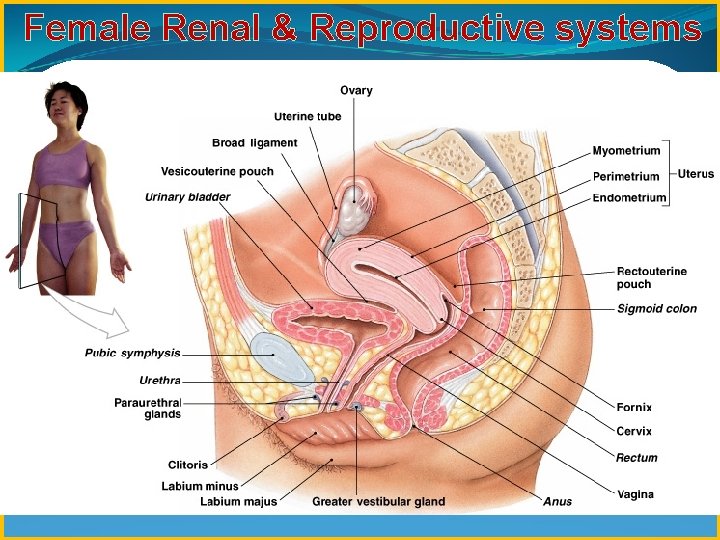Female Renal & Reproductive systems 