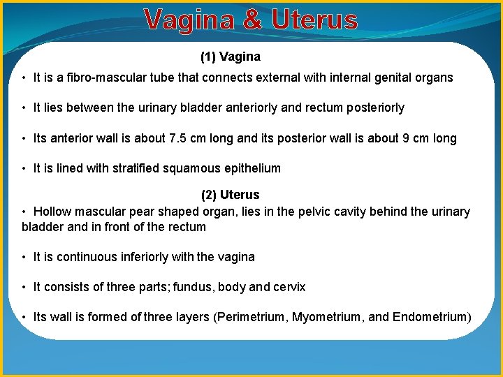 Vagina & Uterus (1) Vagina • It is a fibro-mascular tube that connects external