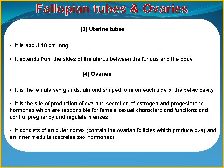 Fallopian tubes & Ovaries (3) Uterine tubes • It is about 10 cm long