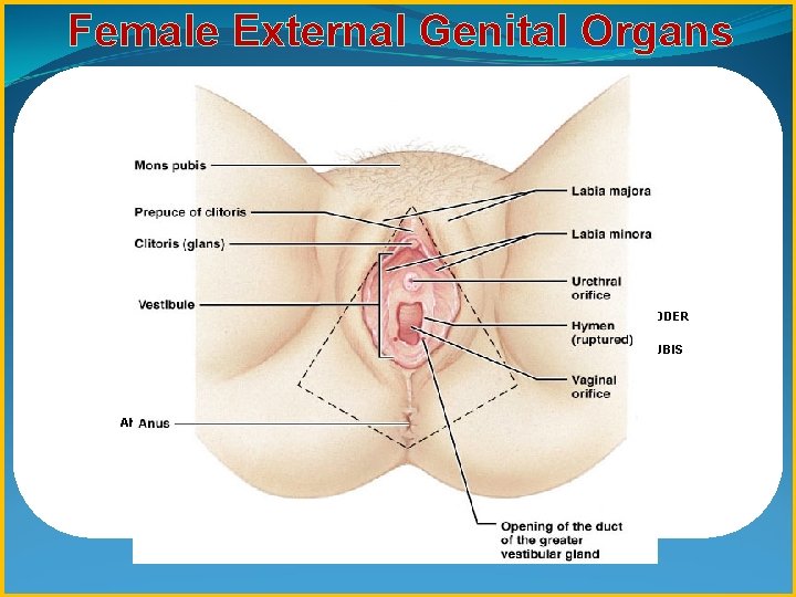 Female External Genital Organs UTERUS CERVIX VAGINA URINARY BLADDER SYMPHYSIS PUBIS RECTUM ANAL CANAL