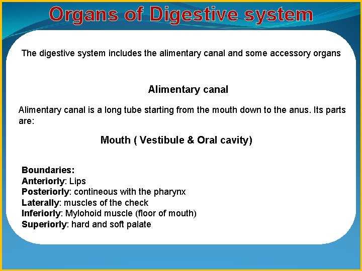 Organs of Digestive system The digestive system includes the alimentary canal and some accessory
