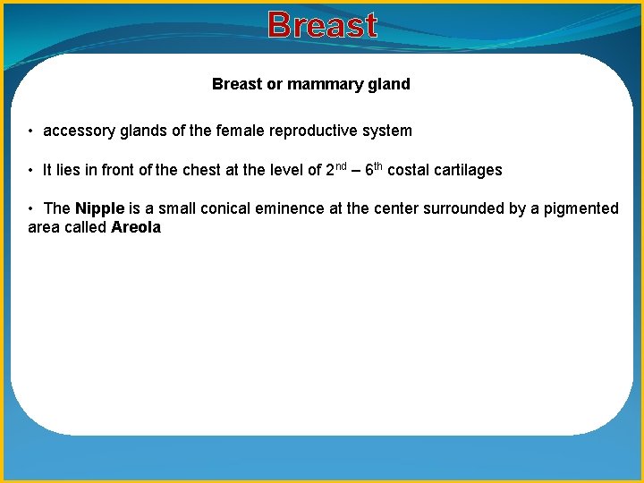 Breast or mammary gland • accessory glands of the female reproductive system • It