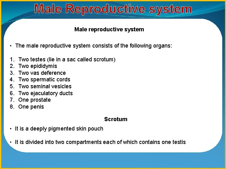 Male Reproductive system Male reproductive system • The male reproductive system consists of the