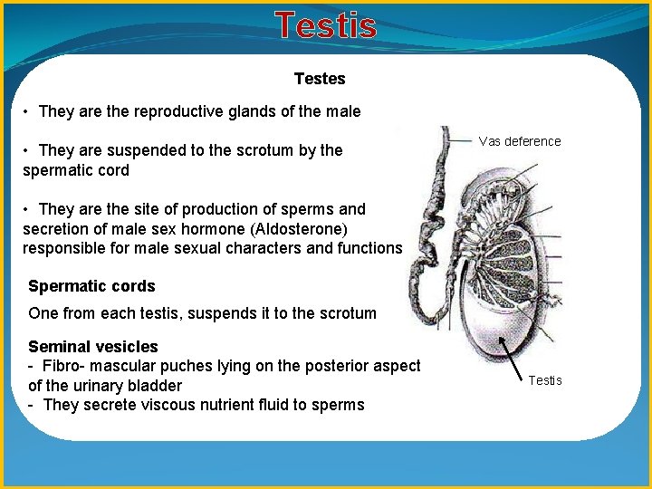 Testis Testes • They are the reproductive glands of the male • They are