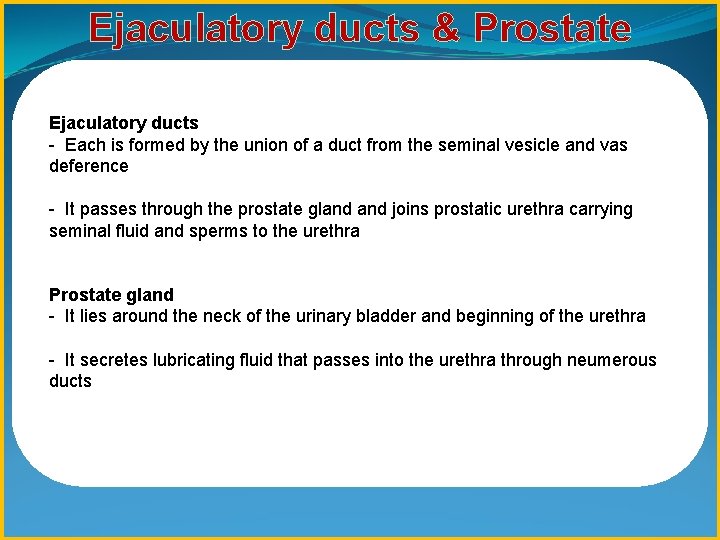 Ejaculatory ducts & Prostate Ejaculatory ducts - Each is formed by the union of