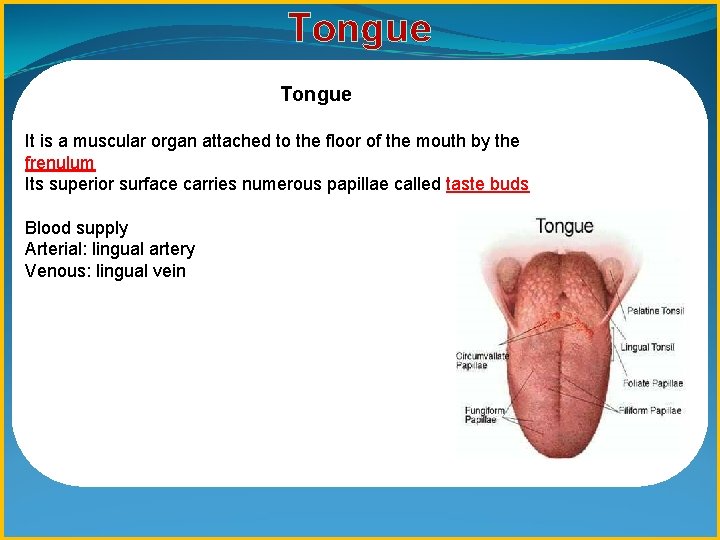 Tongue It is a muscular organ attached to the floor of the mouth by