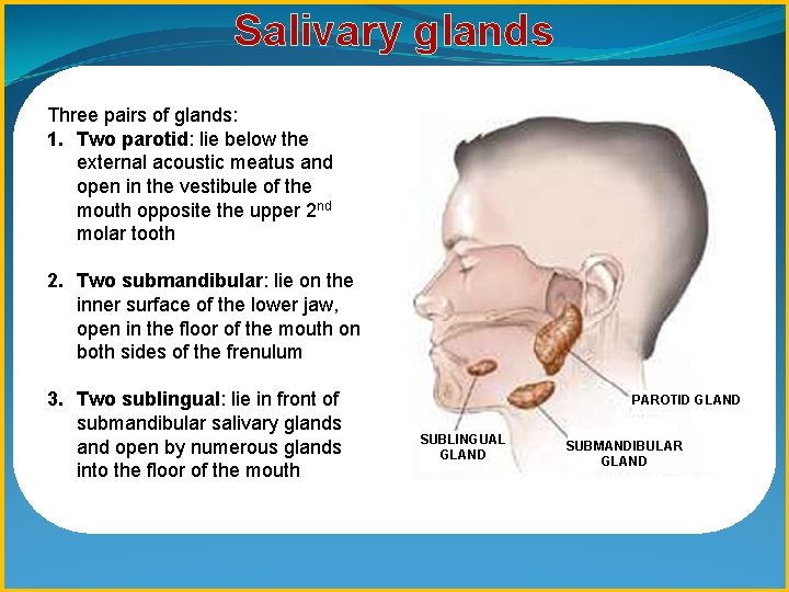 Salivary glands Three pairs of glands: 1. Two parotid: lie below the external acoustic