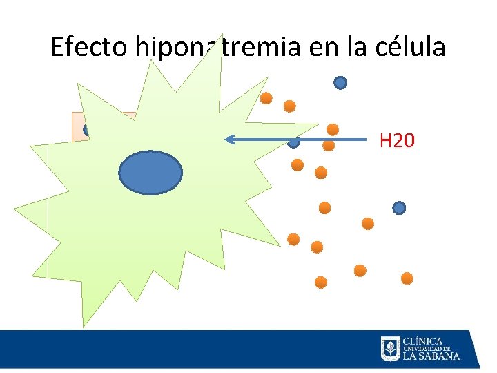 Efecto hiponatremia en la célula H 20 