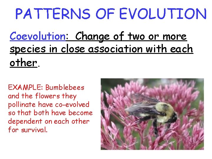 PATTERNS OF EVOLUTION Coevolution: Change of two or more species in close association with