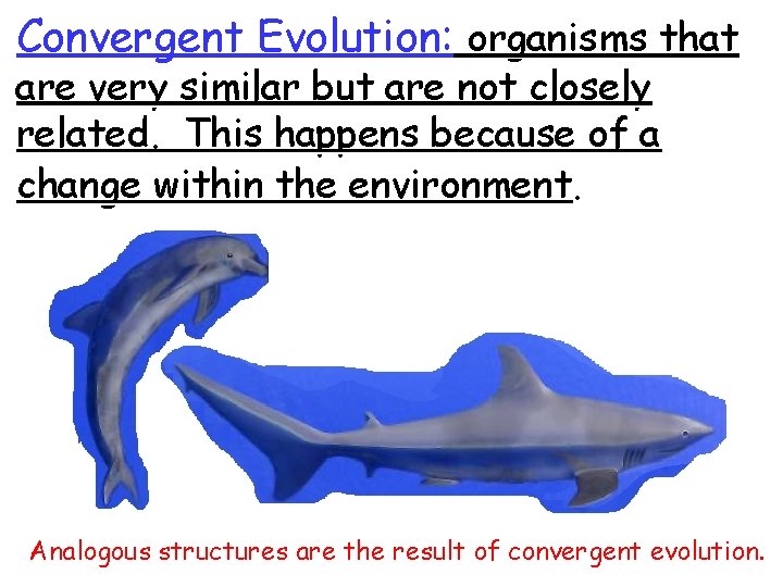 Convergent Evolution: organisms that are very similar but are not closely related. This happens