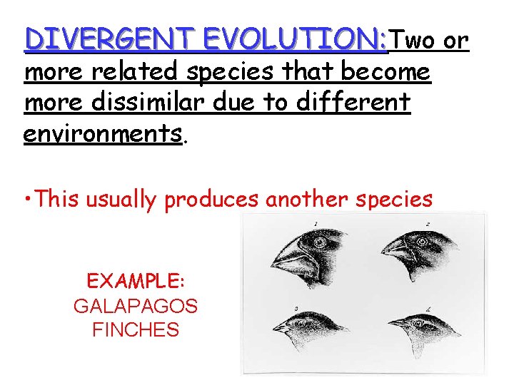 DIVERGENT EVOLUTION: Two or more related species that become more dissimilar due to different