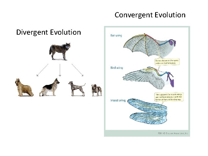 Convergent Evolution Divergent Evolution 
