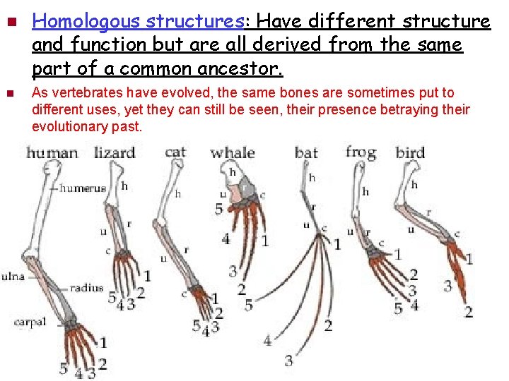 n n Homologous structures: Have different structure and function but are all derived from