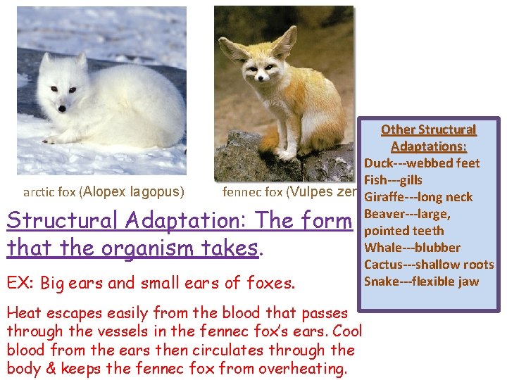 Other Structural Adaptations: Duck---webbed feet Fish---gills arctic fox (Alopex lagopus) fennec fox (Vulpes zerda)