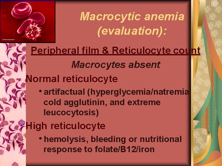 Macrocytic anemia (evaluation): Peripheral film & Reticulocyte count Macrocytes absent Normal reticulocyte hartifactual (hyperglycemia/natremia,