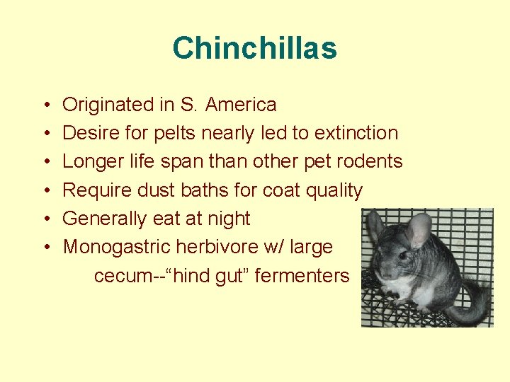 Chinchillas • • • Originated in S. America Desire for pelts nearly led to