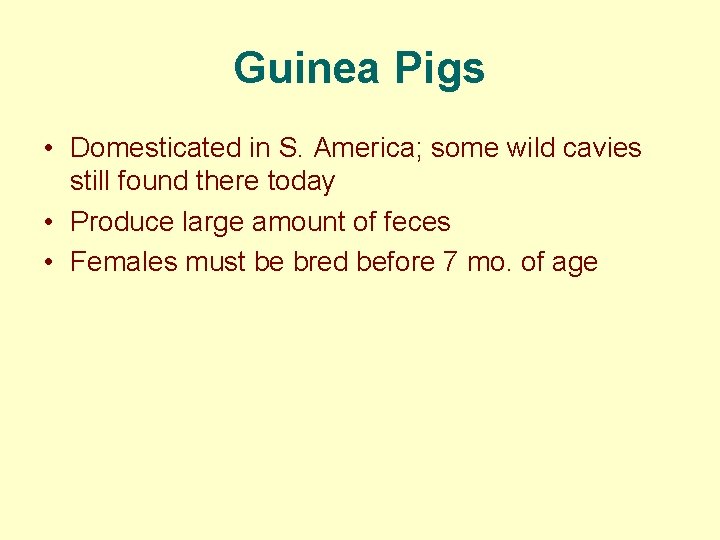 Guinea Pigs • Domesticated in S. America; some wild cavies still found there today