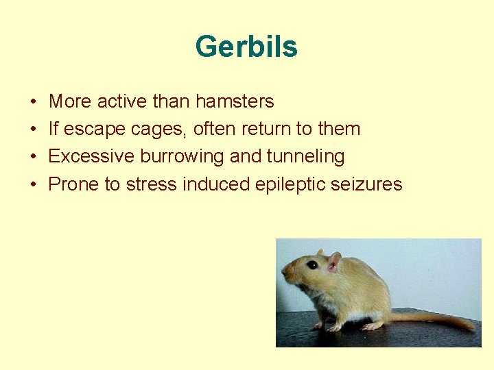 Gerbils • • More active than hamsters If escape cages, often return to them