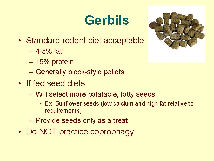 Gerbils • Standard rodent diet acceptable – 4 -5% fat – 16% protein –