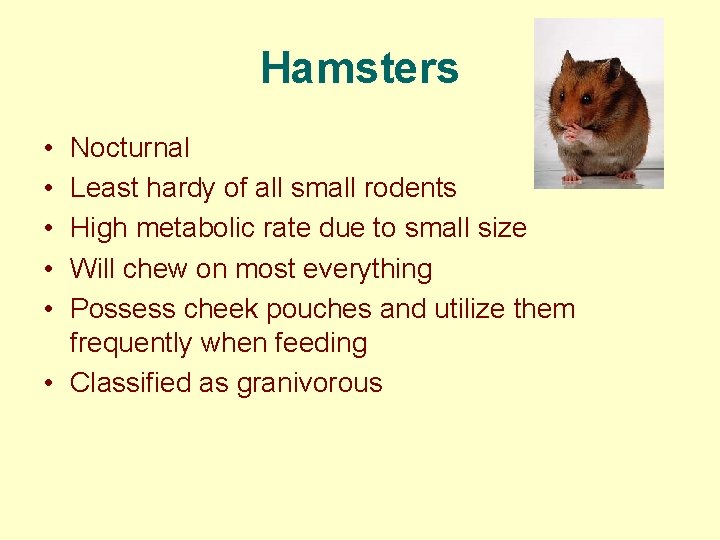 Hamsters • • • Nocturnal Least hardy of all small rodents High metabolic rate