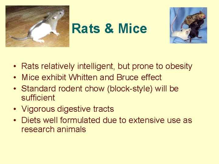 Rats & Mice http: //www. pitt. edu/~biohome/Dept/Img/graphics/mice. jpg http: //www. dogbreedinfo. com/images 12/Rat. Hooded.