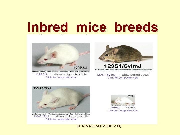 Inbred mice breeds Dr N. A Namvar Asl (D. V. M) 