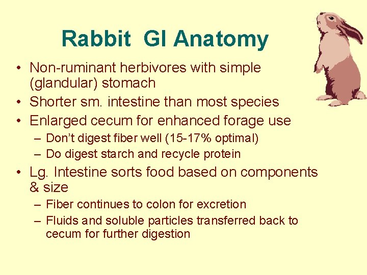 Rabbit GI Anatomy • Non-ruminant herbivores with simple (glandular) stomach • Shorter sm. intestine