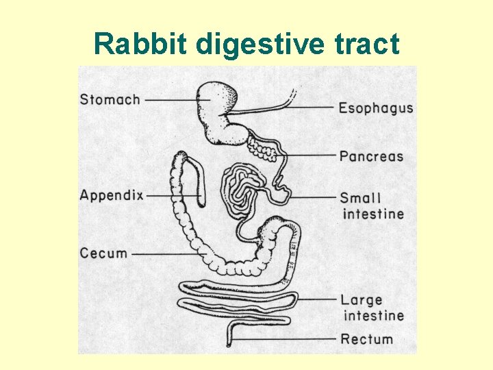 Rabbit digestive tract 