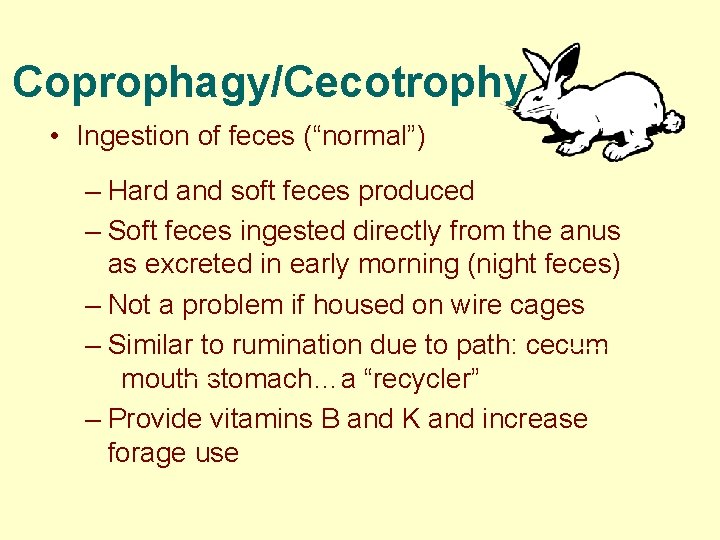 Coprophagy/Cecotrophy • Ingestion of feces (“normal”) – Hard and soft feces produced – Soft