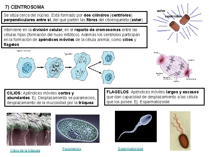 7) CENTROSOMA Se sitúa cerca del núcleo. Está formado por dos cilindros (centríolos) perpendiculares