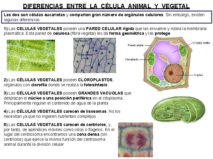 DIFERENCIAS ENTRE LA CÉLULA ANIMAL Y VEGETAL Las dos son células eucariotas y comparten