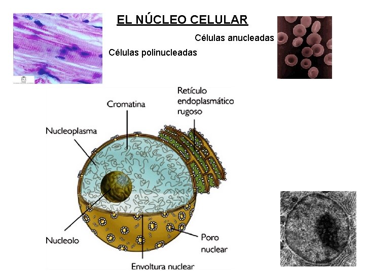 EL NÚCLEO CELULAR Células anucleadas Células polinucleadas 