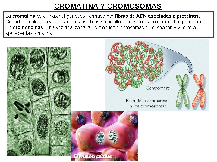 CROMATINA Y CROMOSOMAS La cromatina es el material genético, formado por fibras de ADN