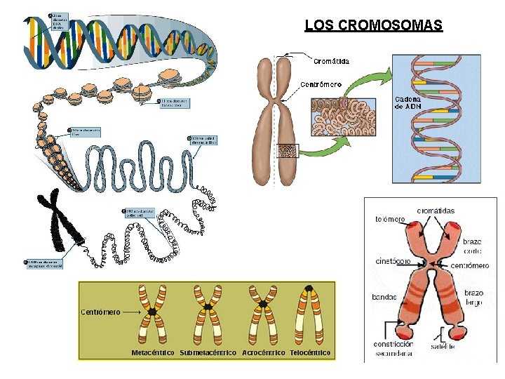 LOS CROMOSOMAS 