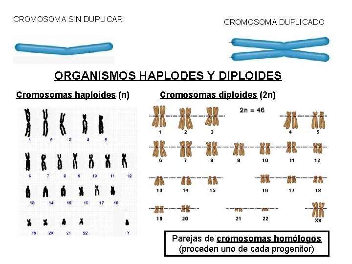 CROMOSOMA SIN DUPLICAR CROMOSOMA DUPLICADO ORGANISMOS HAPLODES Y DIPLOIDES Cromosomas haploides (n) Cromosomas diploides