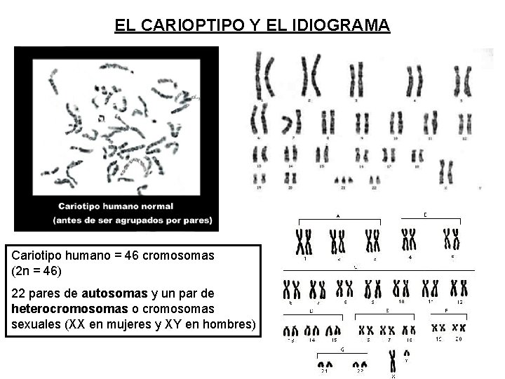 EL CARIOPTIPO Y EL IDIOGRAMA Cariotipo humano = 46 cromosomas (2 n = 46)