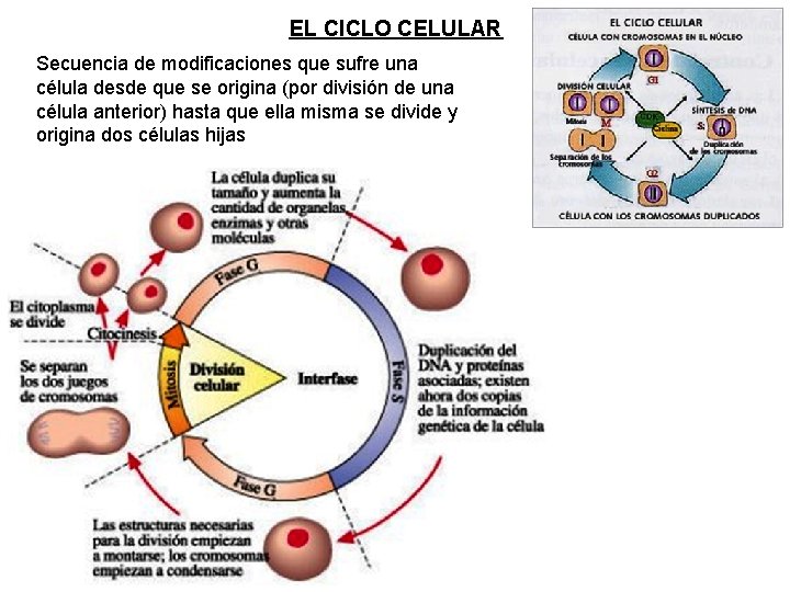 EL CICLO CELULAR Secuencia de modificaciones que sufre una célula desde que se origina