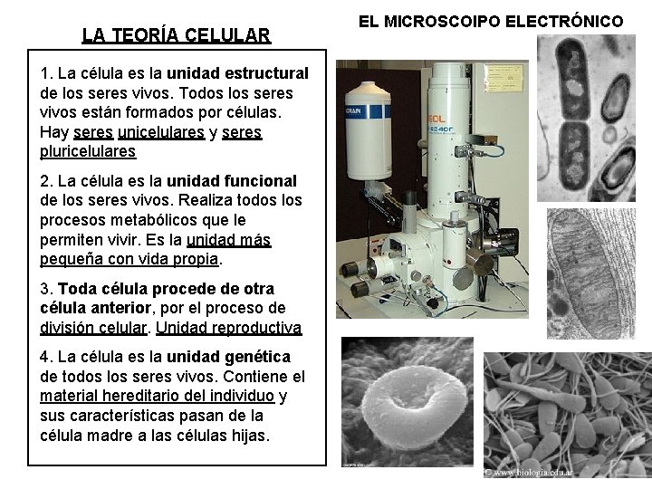 LA TEORÍA CELULAR 1. La célula es la unidad estructural de los seres vivos.