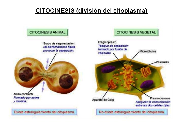 CITOCINESIS (división del citoplasma) 