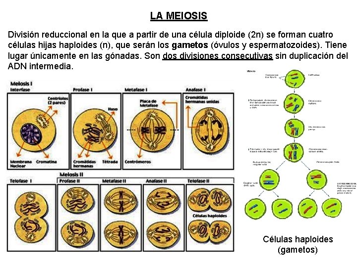 LA MEIOSIS División reduccional en la que a partir de una célula diploide (2