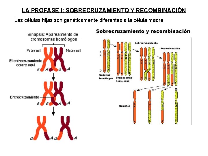 LA PROFASE I: SOBRECRUZAMIENTO Y RECOMBINACIÓN Las células hijas son genéticamente diferentes a la