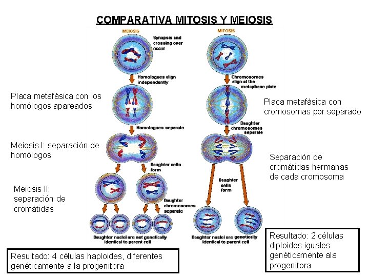 COMPARATIVA MITOSIS Y MEIOSIS Placa metafásica con los homólogos apareados Meiosis I: separación de